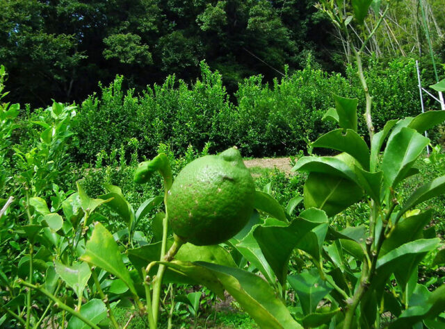 レモンの植え付け作業