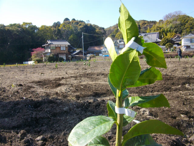 風早圃場でレモンの苗木を植樹しました