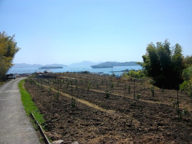 風早圃場でレモンの苗木を植樹しました