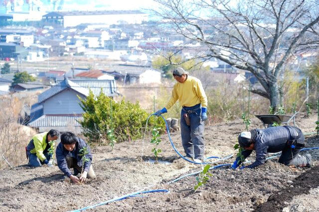 新種 瑞季（みずき）の植え付け作業を行いました。