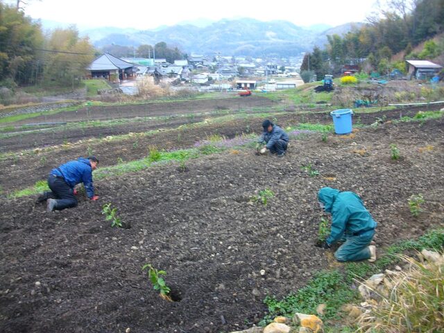 江田島農場：排水溝作成、レモン植付け準備