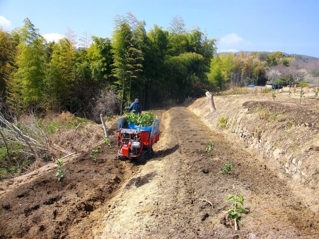 江田島農場でのレモン植樹