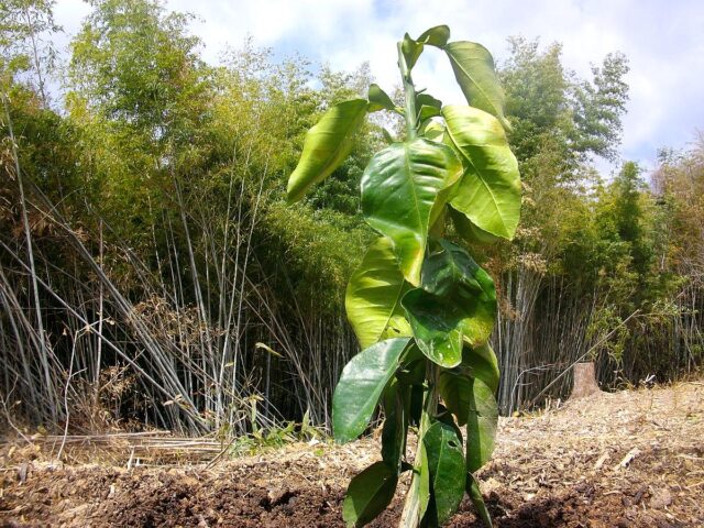 風早農場でのミズキ植樹準備及び用地開拓