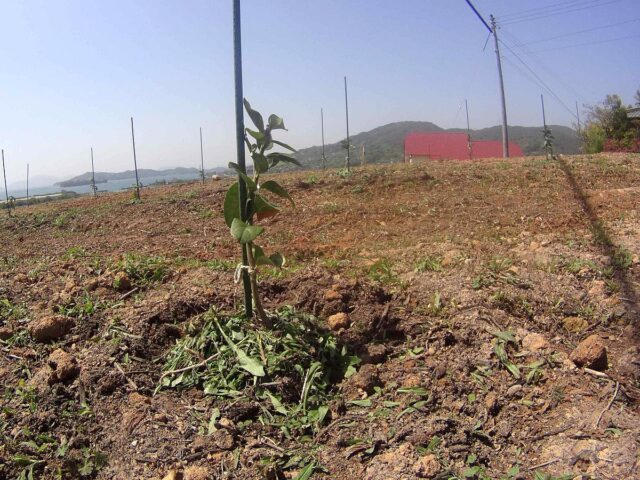 風早農場：草刈り・測量