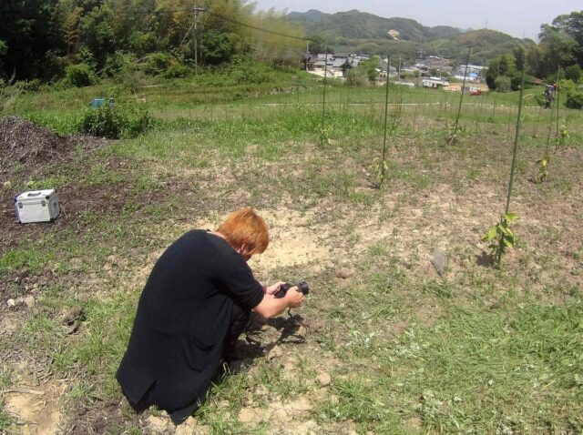 吉川圃場：草刈り