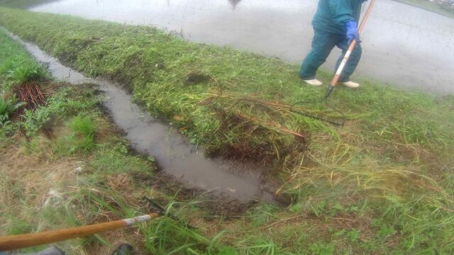 吉川圃場：草刈り