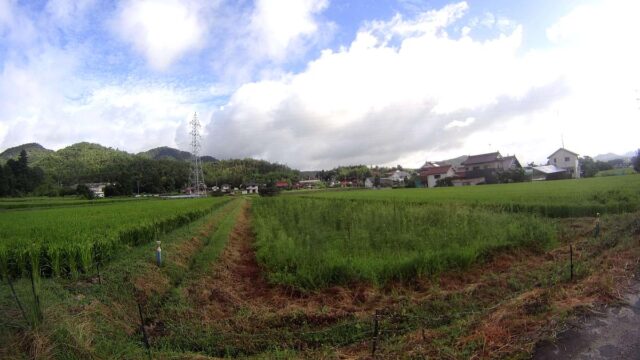 吉川圃場