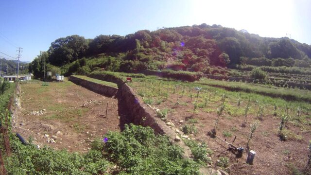 江田島圃場