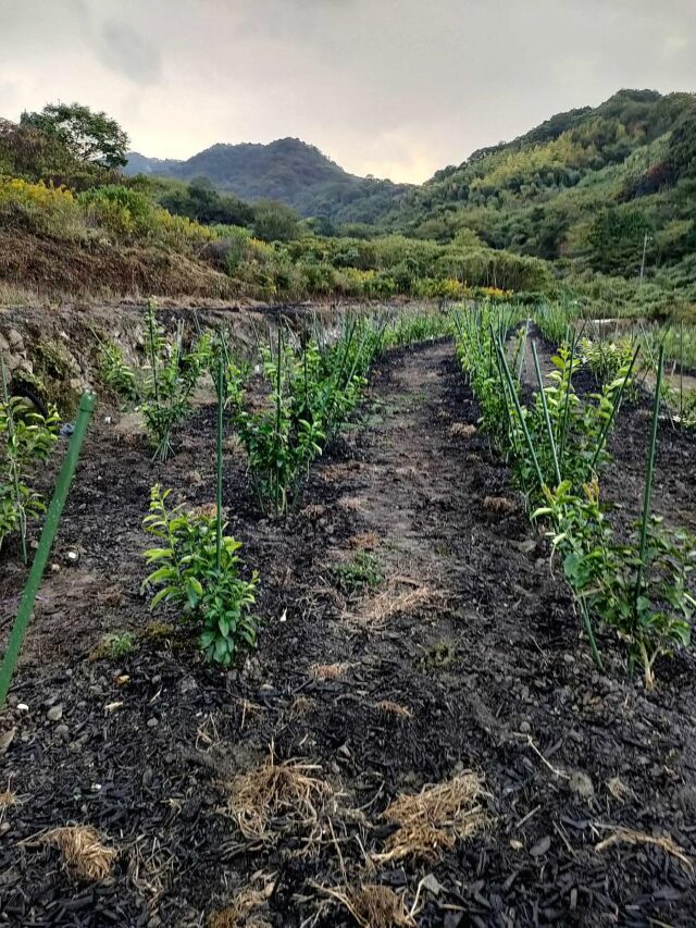 江田島圃場