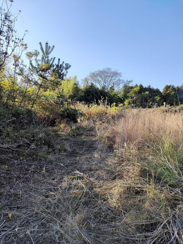 風早圃場