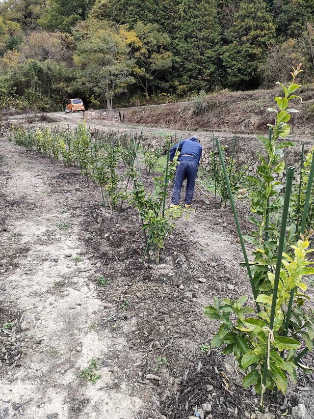 江田島圃場