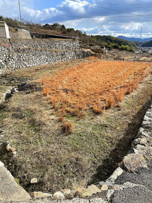 風早圃場