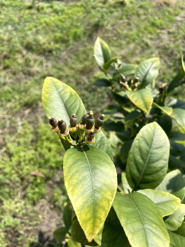 風早圃場