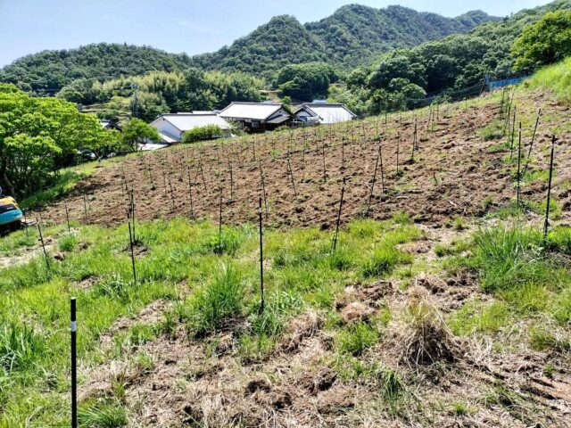 風早圃場