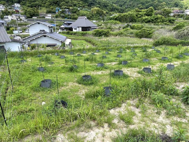 小松原圃場