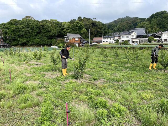 風早圃場