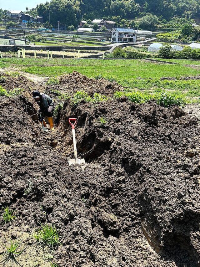 風早圃場