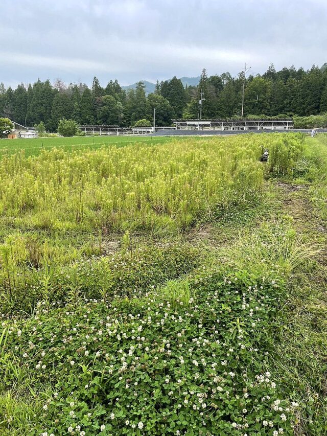 八本松圃場