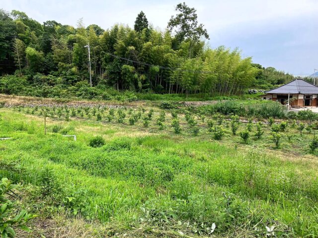 風早圃場