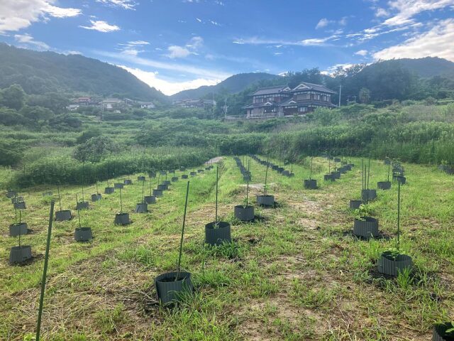 蒲刈圃場