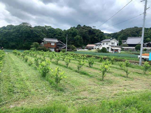 風早圃場