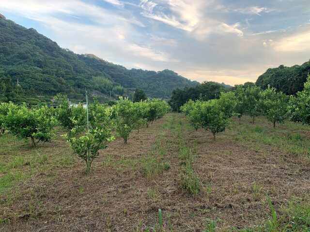 江田島圃場