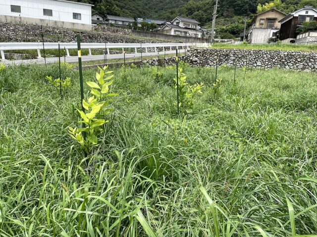 風早圃場