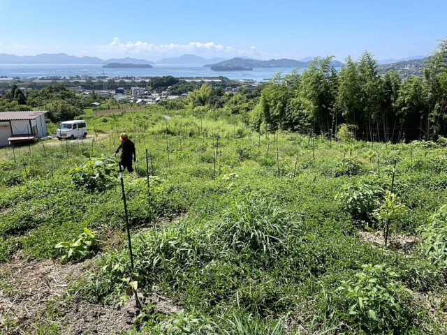 風早圃場