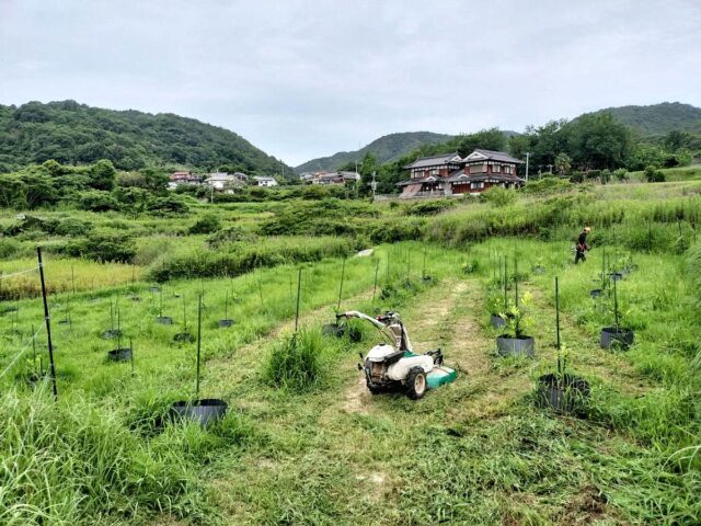 風早圃場