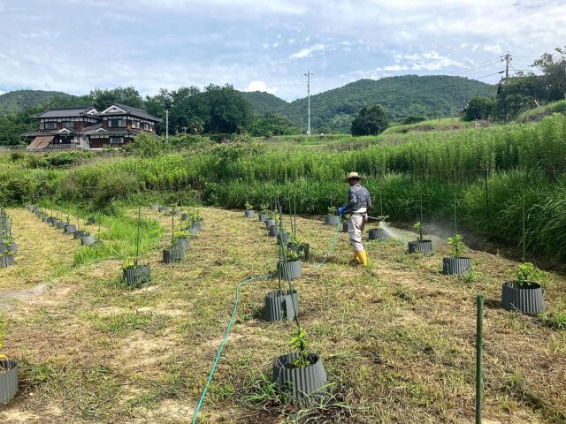 小松原圃場