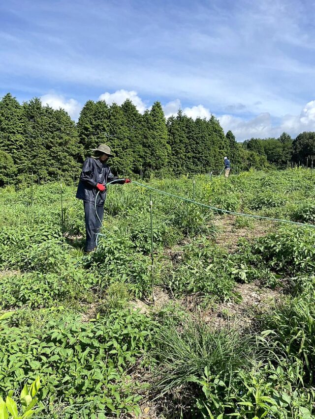 風早圃場