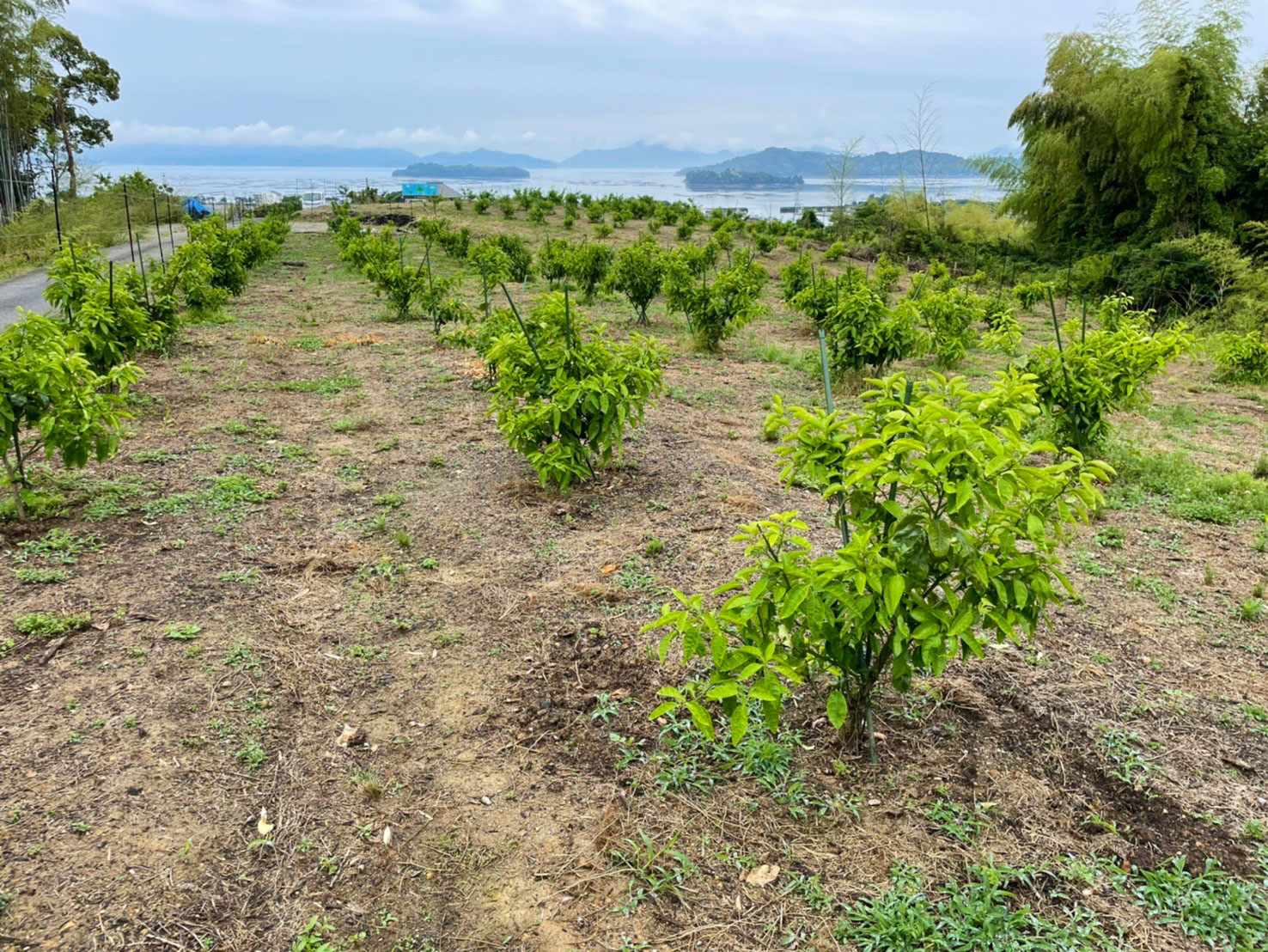 gsg_lemon_cultivation.jpg