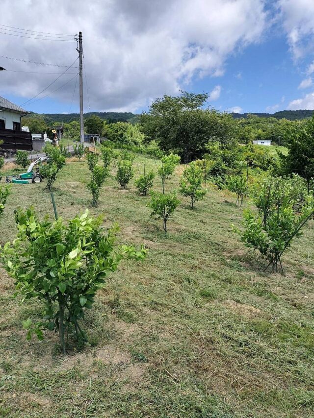 風早圃場