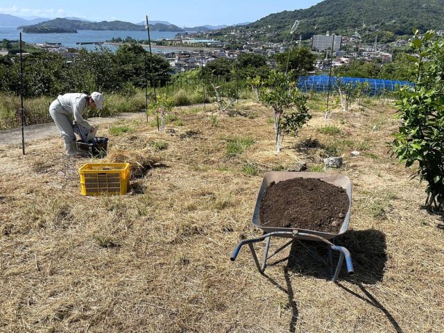 赤崎圃場