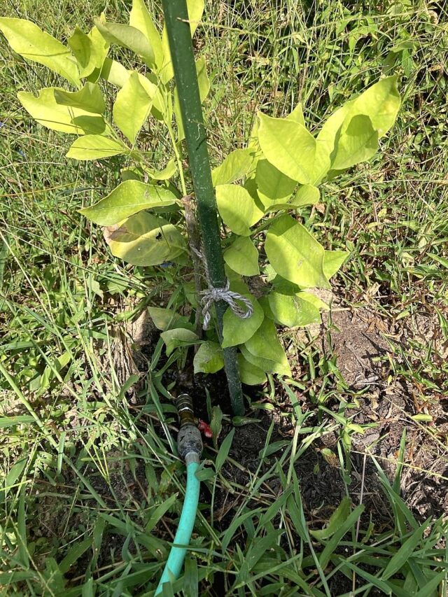 木谷圃場