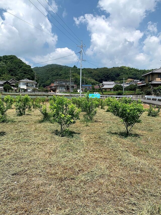 木谷圃場