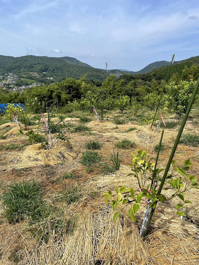 風早圃場