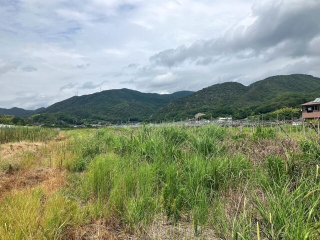 竹原圃場