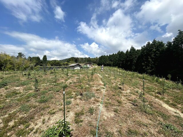 小松原圃場