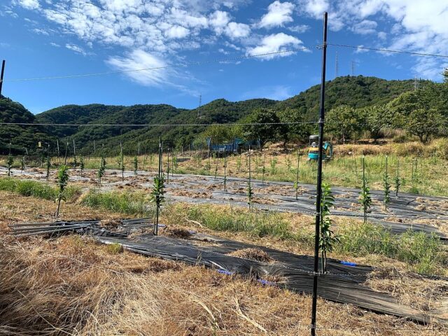 江田島圃場