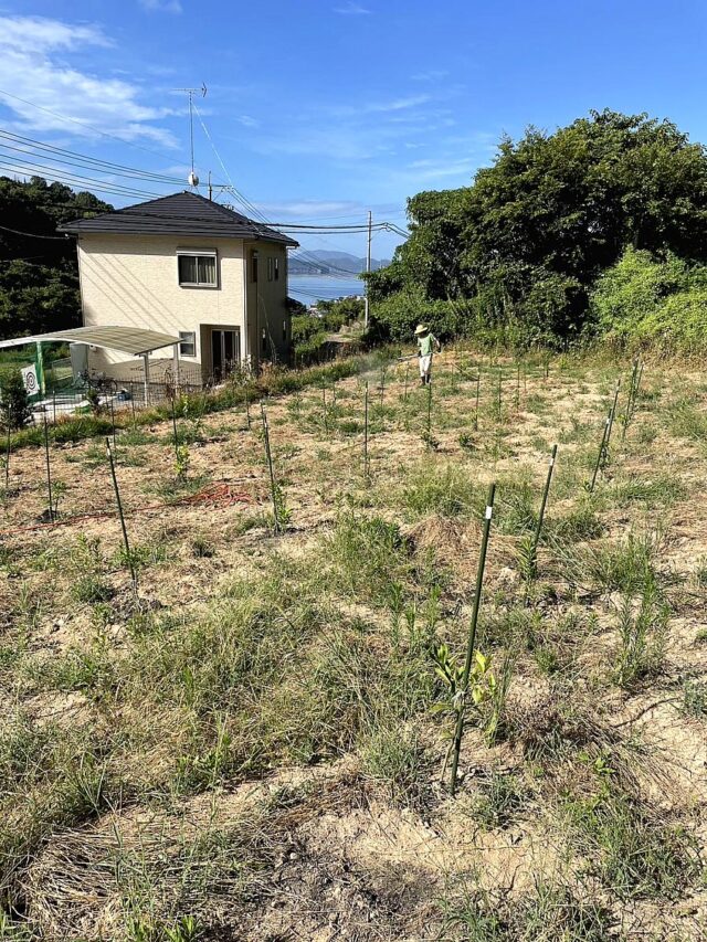 小松原圃場