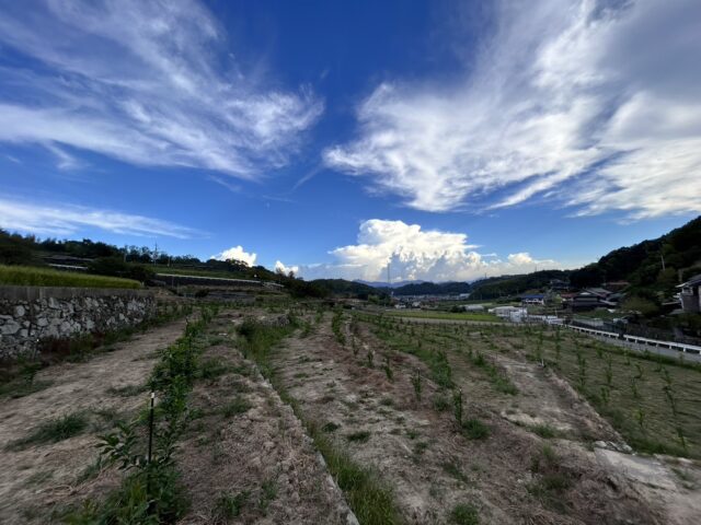 風早圃場