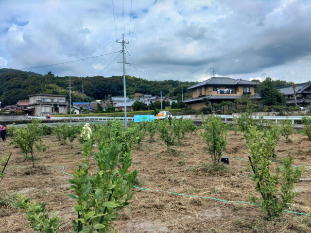 山田圃場