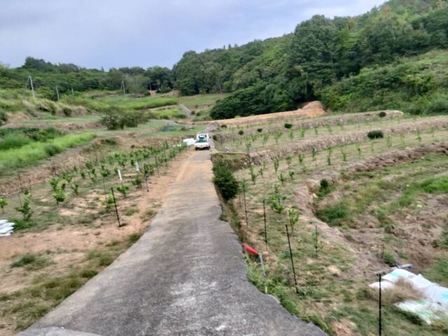 赤崎圃場