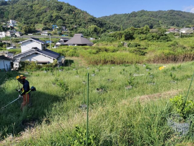 小松原圃場