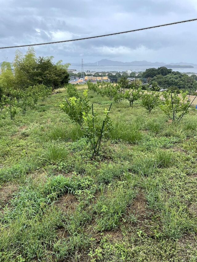 江田島圃場