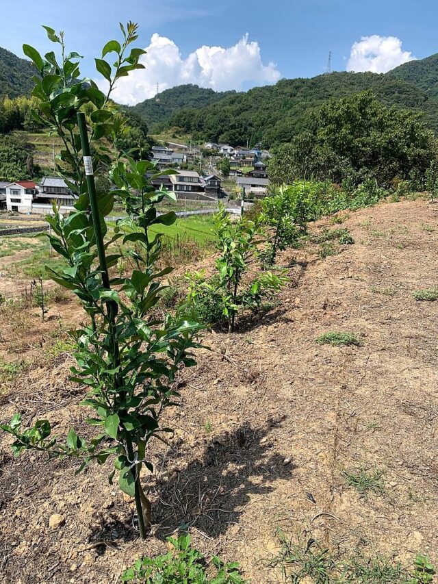 風早圃場