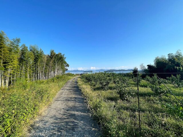 風早圃場