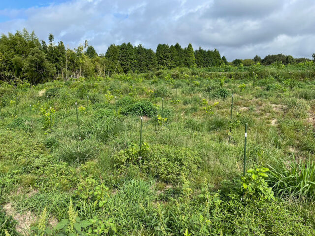 風早圃場