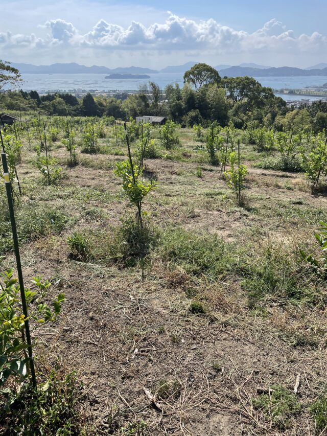 風早圃場